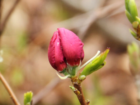 Rhododendron albrechtii