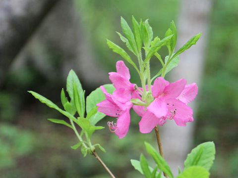 Rhododendron albrechtii