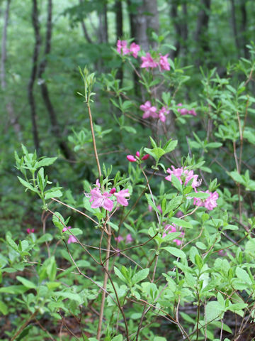 Rhododendron albrechtii