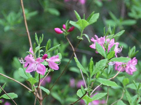 Rhododendron albrechtii