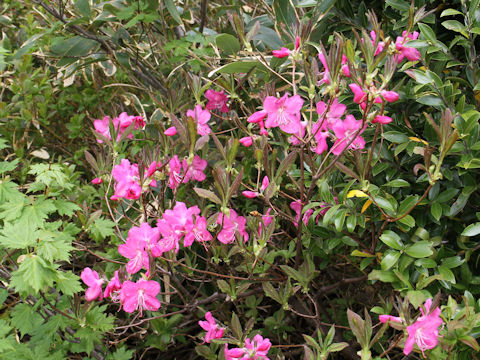 Rhododendron albrechtii