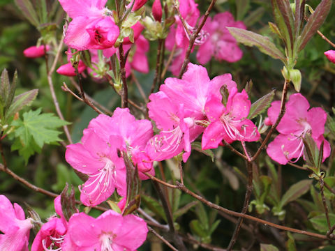 Rhododendron albrechtii