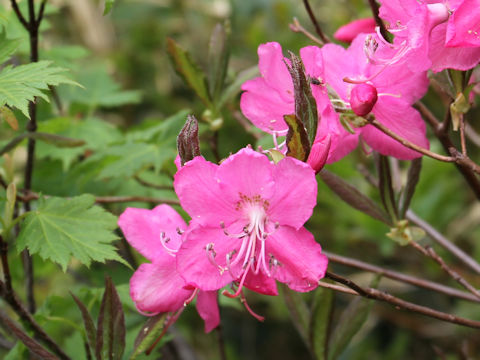 Rhododendron albrechtii