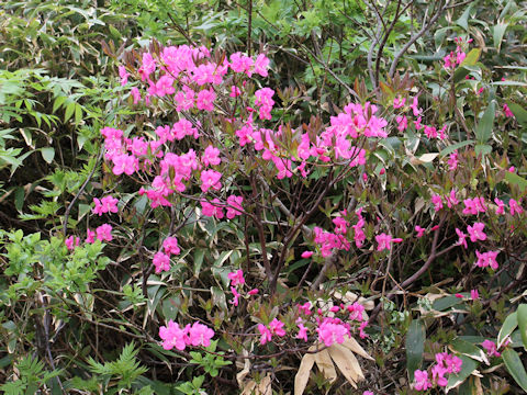 Rhododendron albrechtii