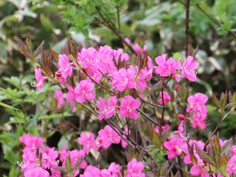 Rhododendron albrechtii