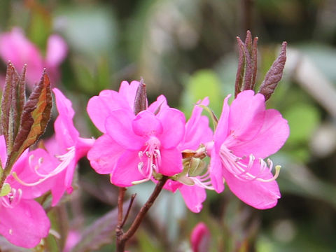 Rhododendron albrechtii