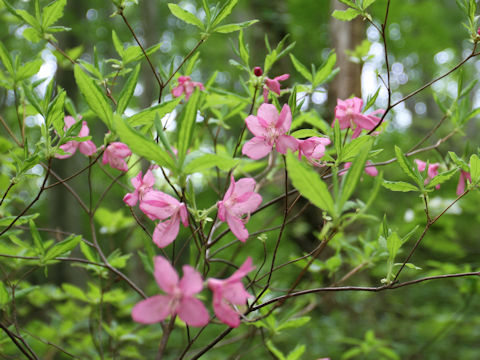 Rhododendron albrechtii