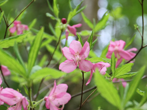 Rhododendron albrechtii