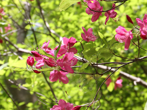 Rhododendron albrechtii