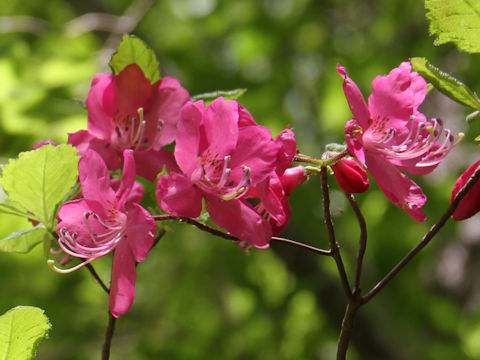 Rhododendron albrechtii