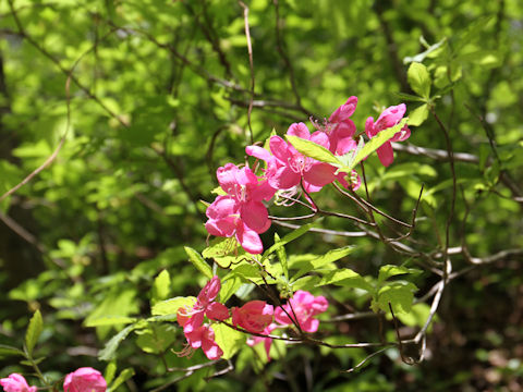 Rhododendron albrechtii