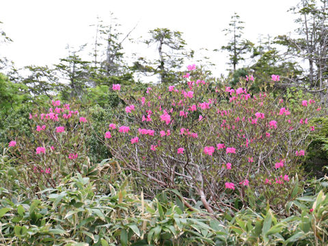 Rhododendron albrechtii