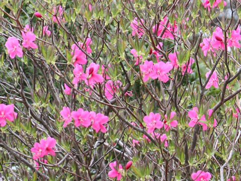 Rhododendron albrechtii