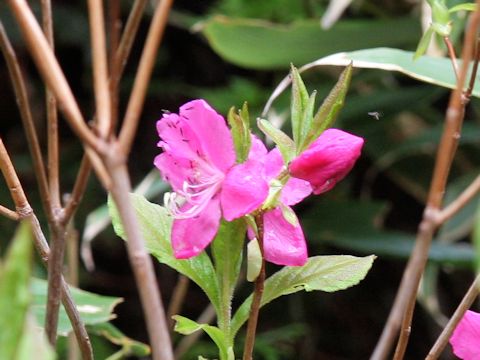 Rhododendron albrechtii