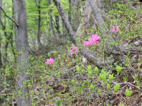 Rhododendron albrechtii