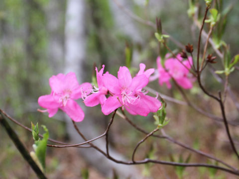 Rhododendron albrechtii