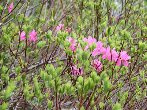 Rhododendron albrechtii