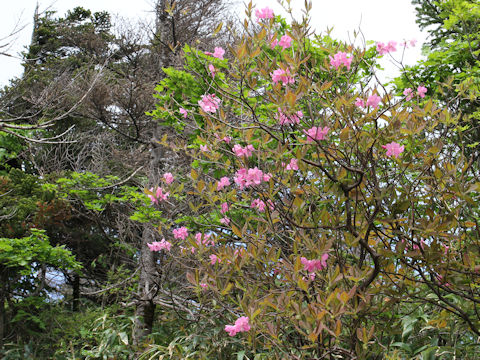 Rhododendron albrechtii