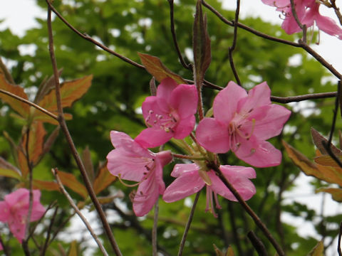 Rhododendron albrechtii