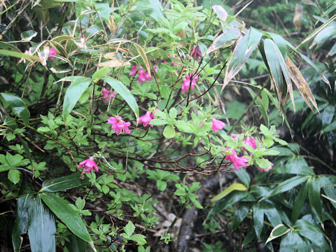 Rhododendron albrechtii