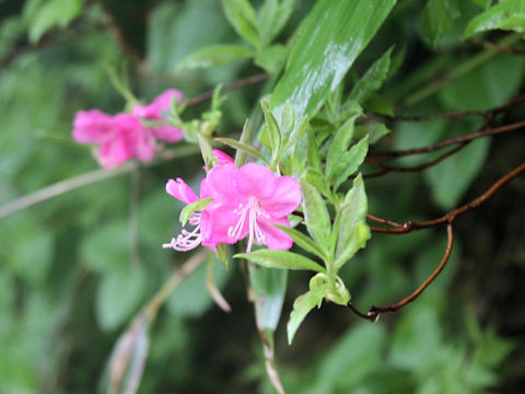 Rhododendron albrechtii