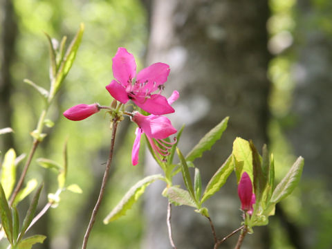 Rhododendron albrechtii