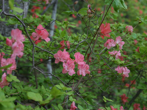 Rhododendron kaempferi var. kaempferi f. purpuriflorum