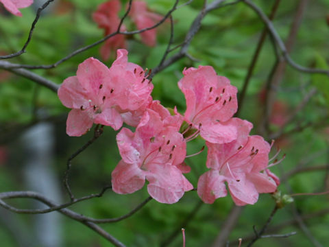 Rhododendron kaempferi var. kaempferi f. purpuriflorum