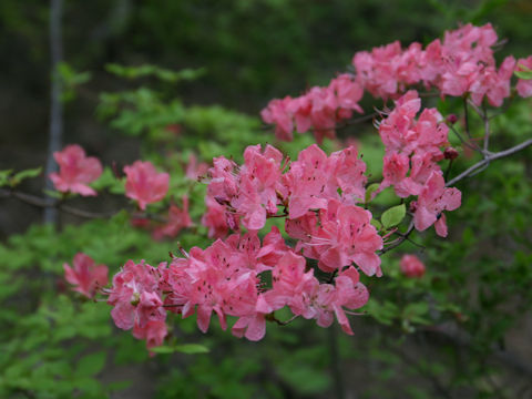 Rhododendron kaempferi var. kaempferi f. purpuriflorum