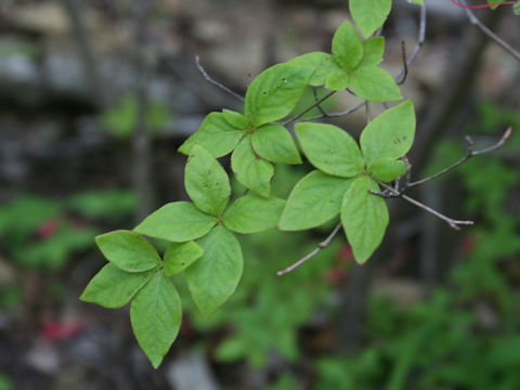 Rhododendron kaempferi var. kaempferi f. purpuriflorum