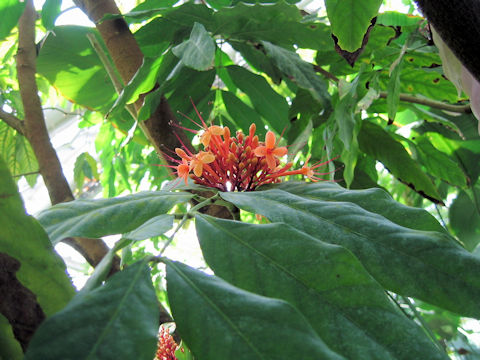 Saraca asoca