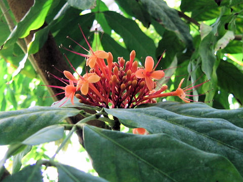 Saraca asoca