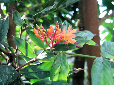 Saraca asoca