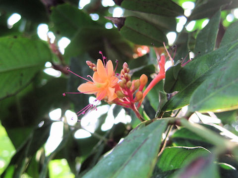 Saraca asoca