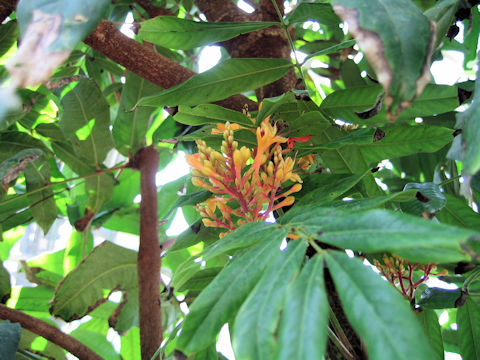 Saraca asoca