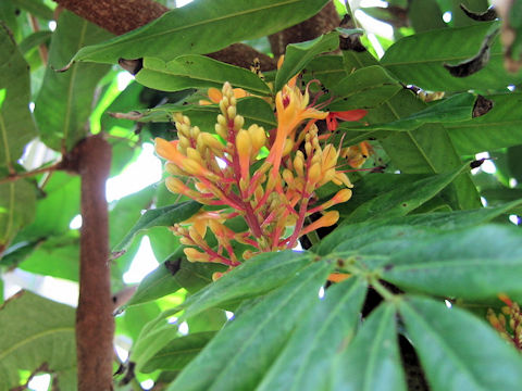 Saraca asoca