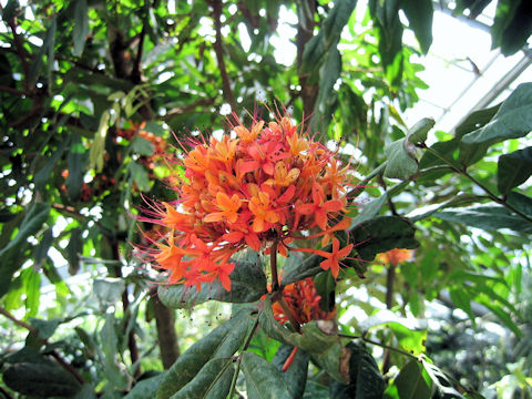 Saraca asoca