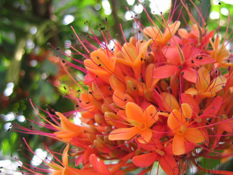 Saraca asoca