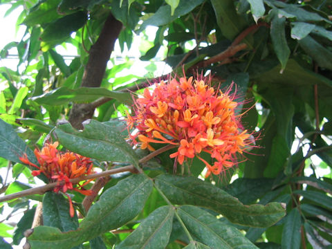 Saraca asoca