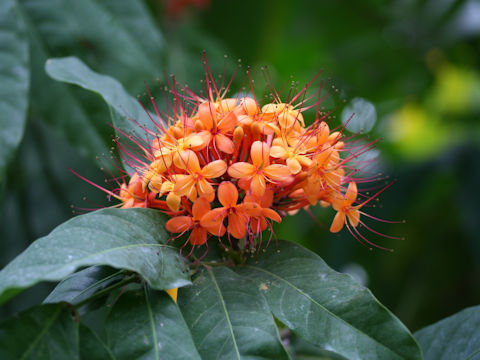 Saraca asoca