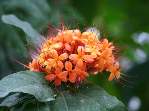 Saraca asoca