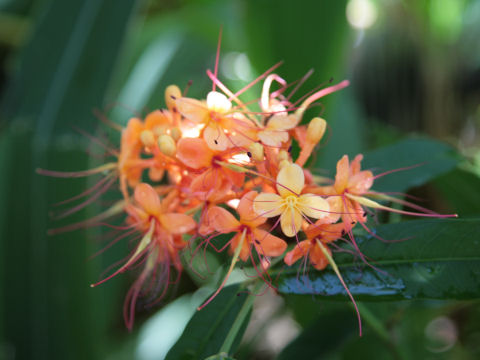 Saraca asoca