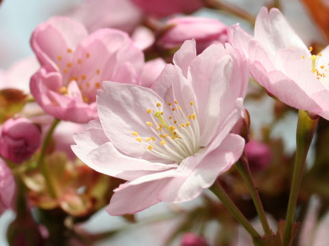 Prunus lannesiana cv. Purpurea