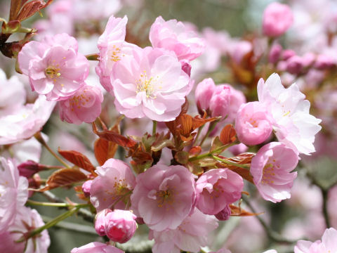 Prunus lannesiana cv. Purpurea