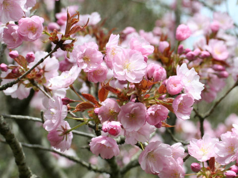 Prunus lannesiana cv. Purpurea