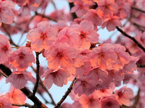 Prunus lannesiana cv. Purpurea