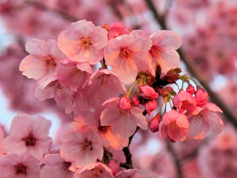 Prunus lannesiana cv. Purpurea