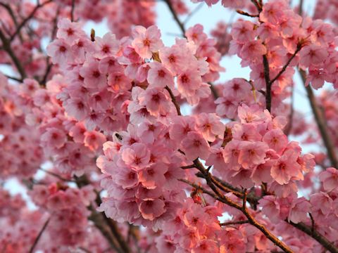 Prunus lannesiana cv. Purpurea