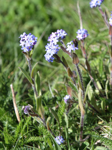 Myosotis alpestris