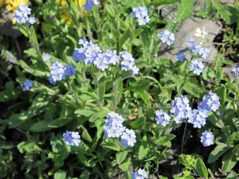 Myosotis alpestris